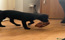 Labrador Retriever dogs for sale: 15 week black lab  - Image 2