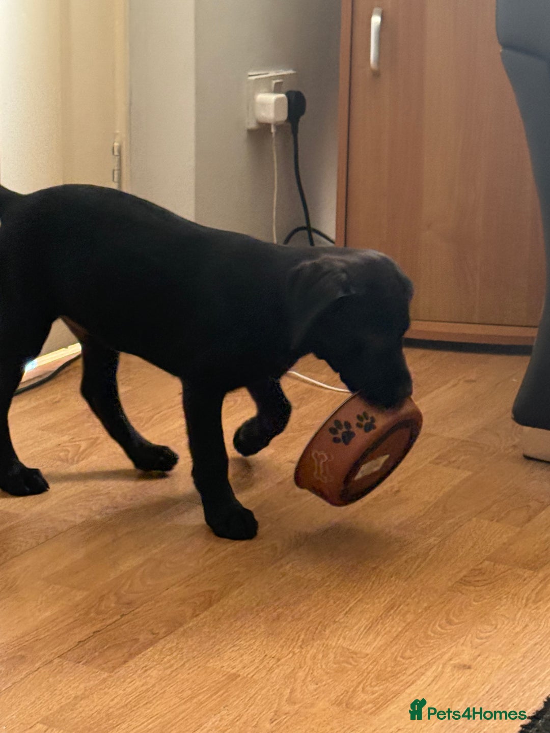 Labrador Retriever dogs for sale: 15 week black lab  - Image 2
