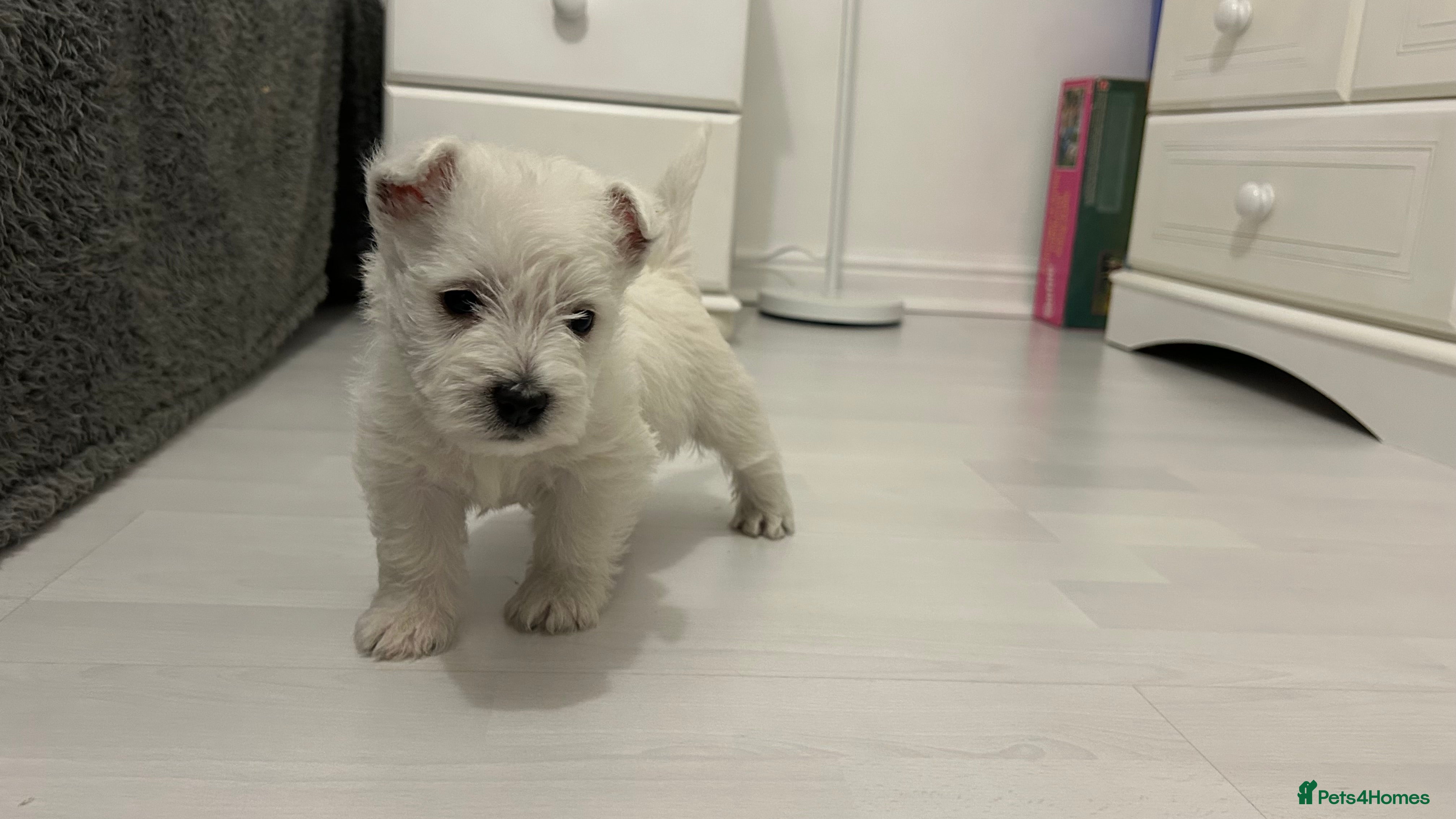 West Highland Terrier dogs kennel club Westies show quality pups ready 6.3.26 - Advert 6