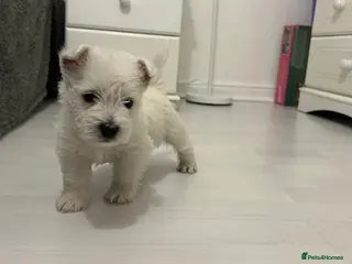West Highland Terrier dogs kennel club Westies show quality pups ready 6.3.26 - Advert 6