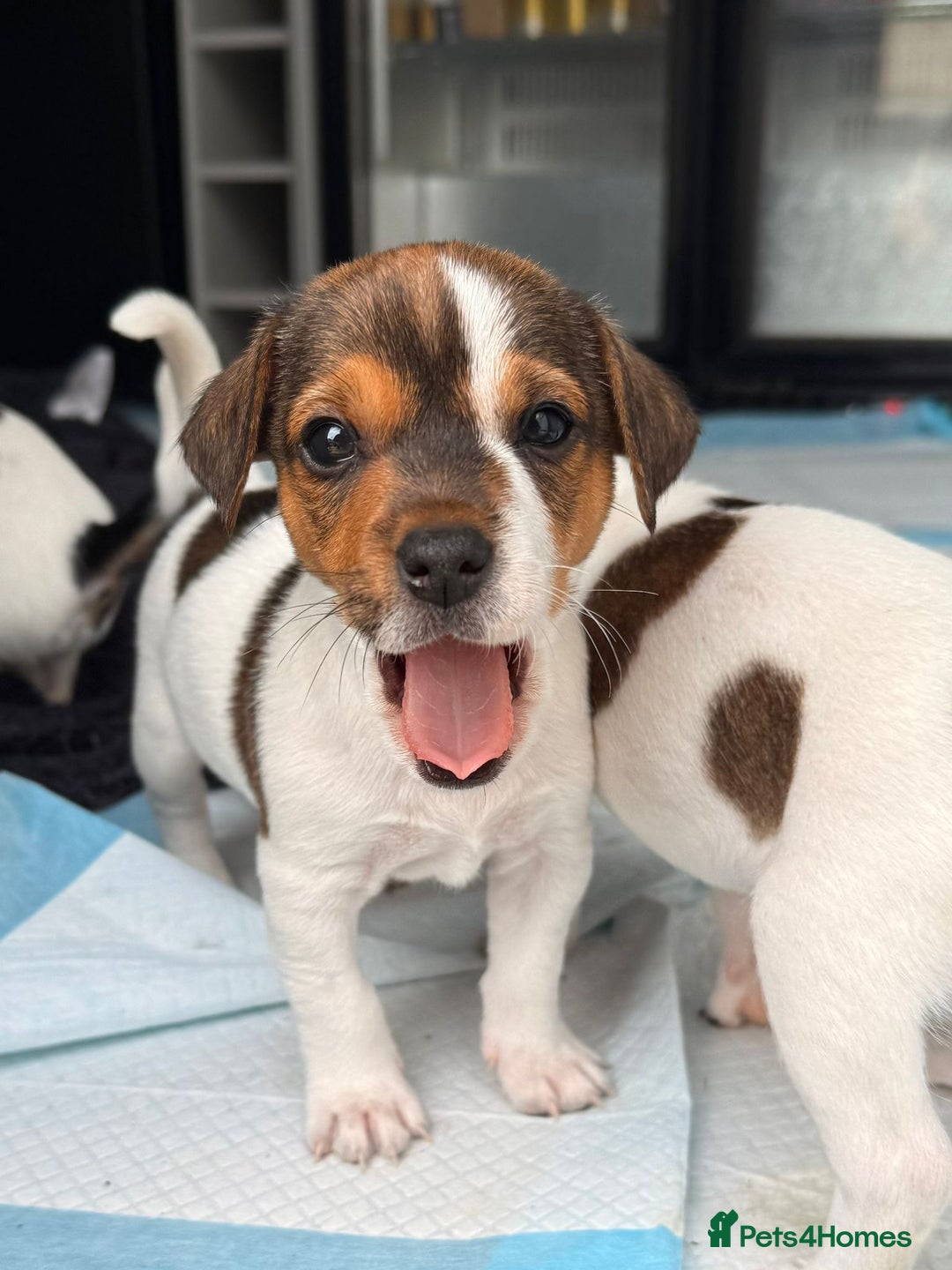 Jack Russell dogs for sale: Smooth haired small Jack Russel pups - Image 6