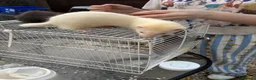 Ferret rodents for sale: Ferret kits  - Advert 9