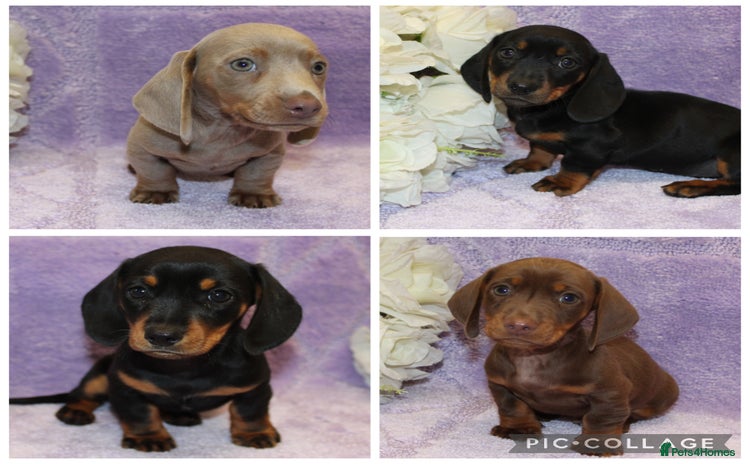Miniature Dachshund dogs - Advert 3