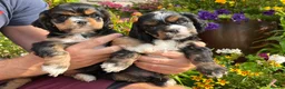 American Cocker Spaniel dogs for sale: Darling American Cocker babies - Advert 17
