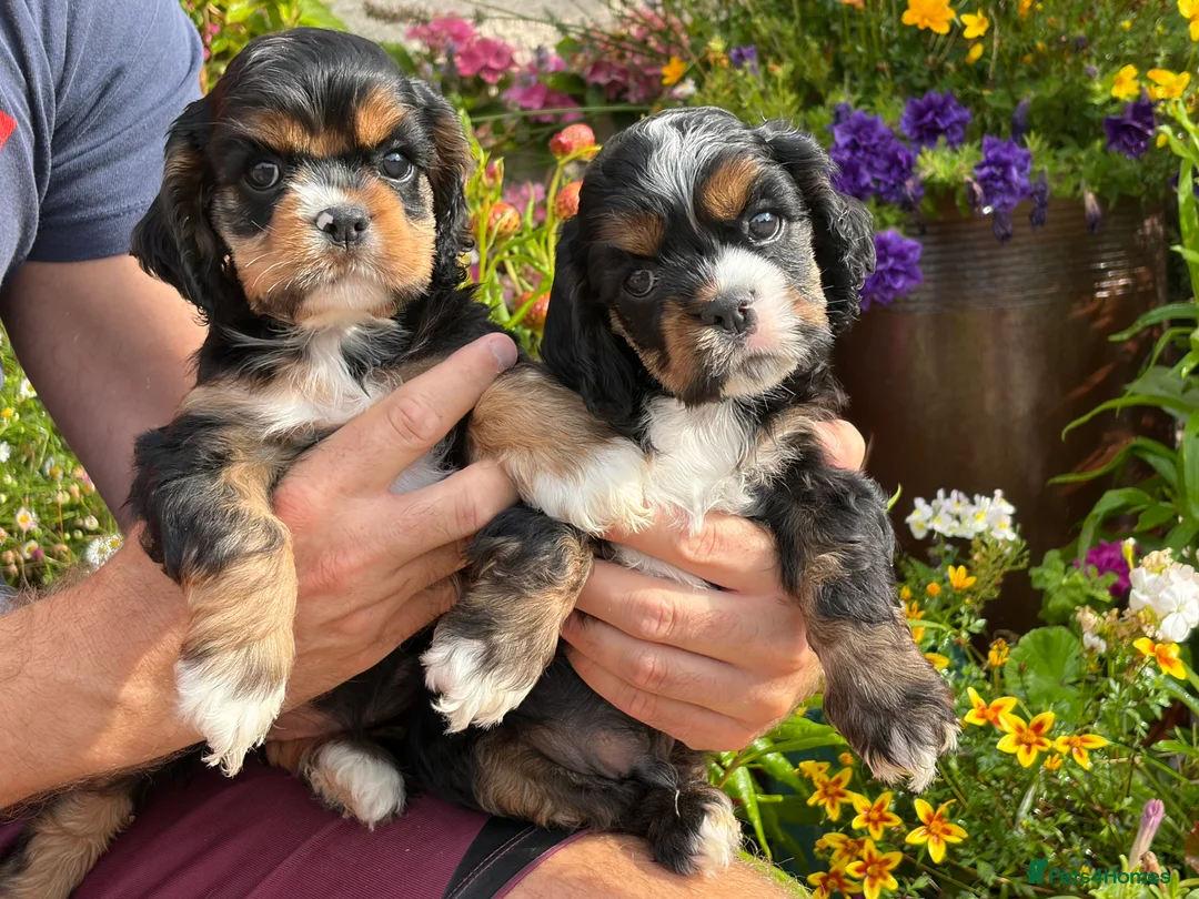 American Cocker Spaniel dogs for sale: Darling American Cocker babies - Advert 17