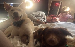 Mixed Breed dogs for sale: Blue  - Image 3