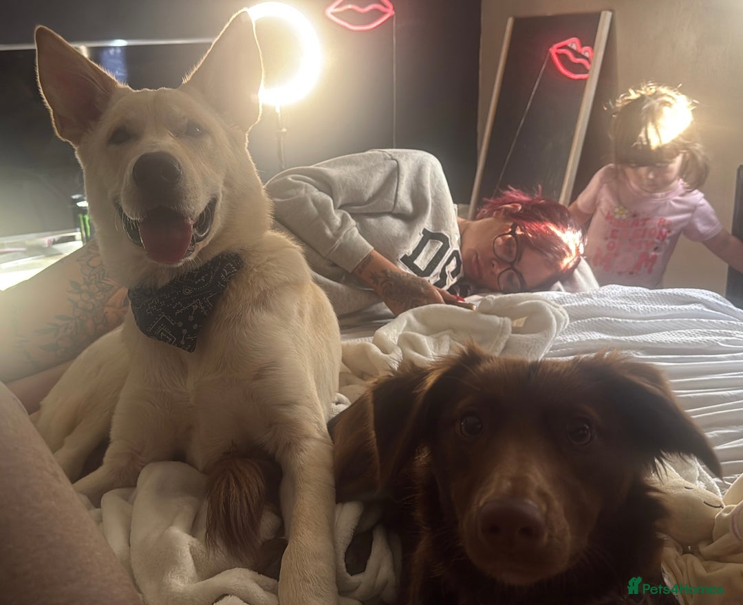 Mixed Breed dogs for sale: Blue  - Image 3