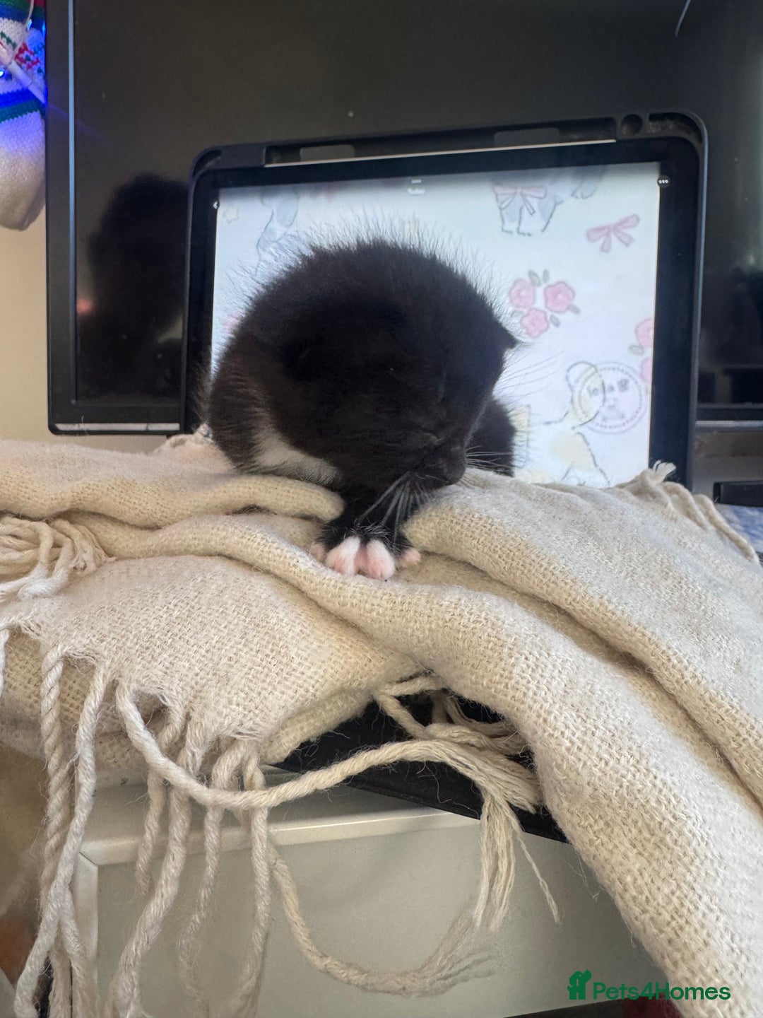 British Shorthair cats for sale: Adorable kittens - Advert 3