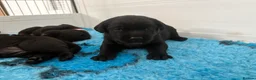 Labrador Retriever dogs for sale: Labrador puppies - Advert 3