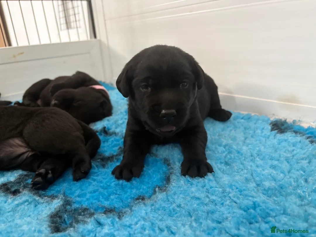 Labrador Retriever dogs for sale: Labrador puppies - Advert 3