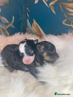 Cavapoo dogs - Advert 4