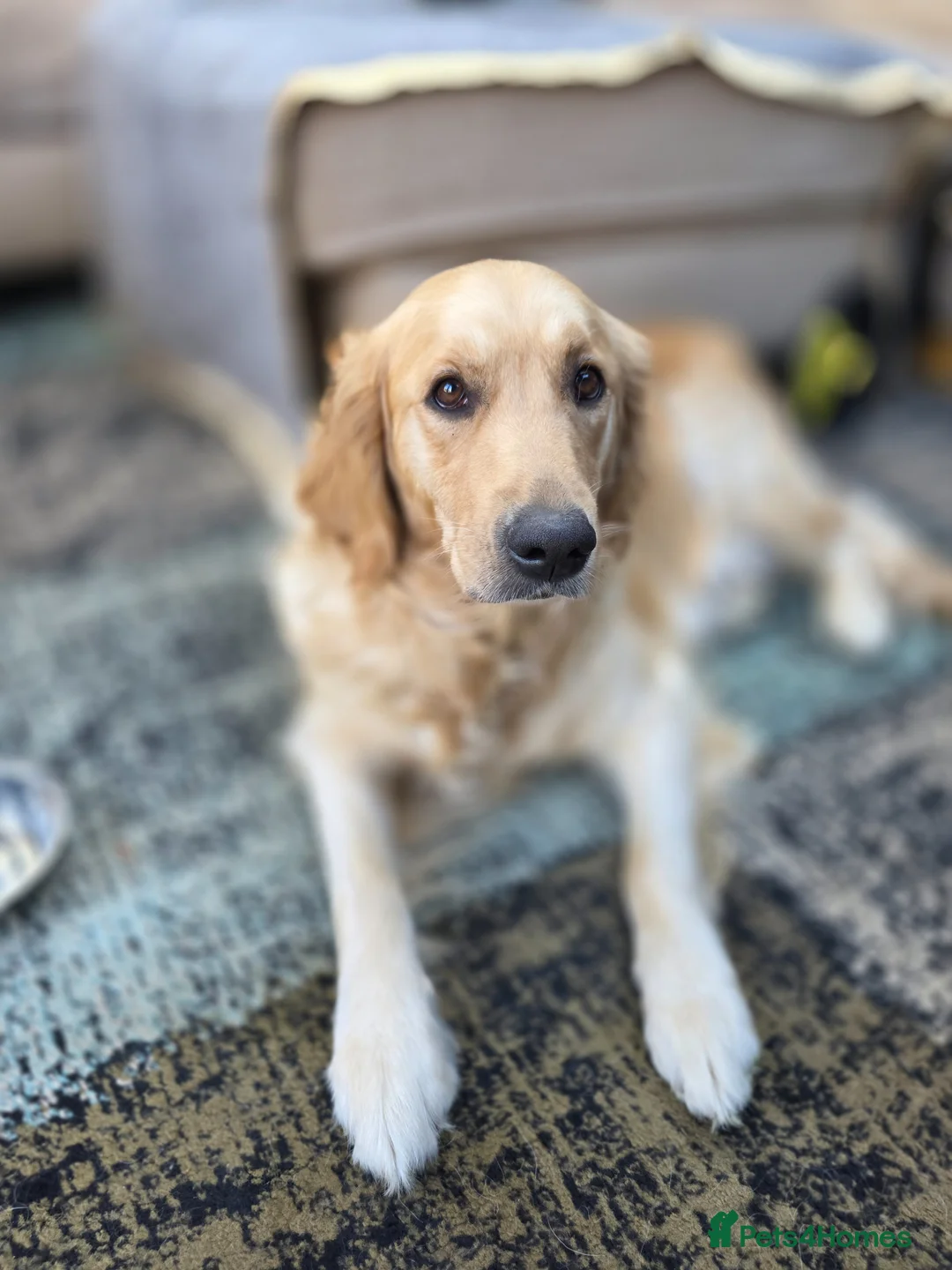 Golden Retriever dogs for sale: Registered Golden retriever puppies - Advert 12