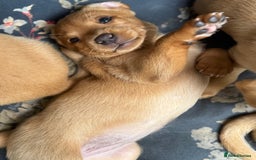 Labrador Retriever dogs for sale: Beautiful KC Registered Fox Red Labrador Puppies - Image 9