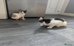 British Shorthair cats for sale: 2 ready to go  - Image 1