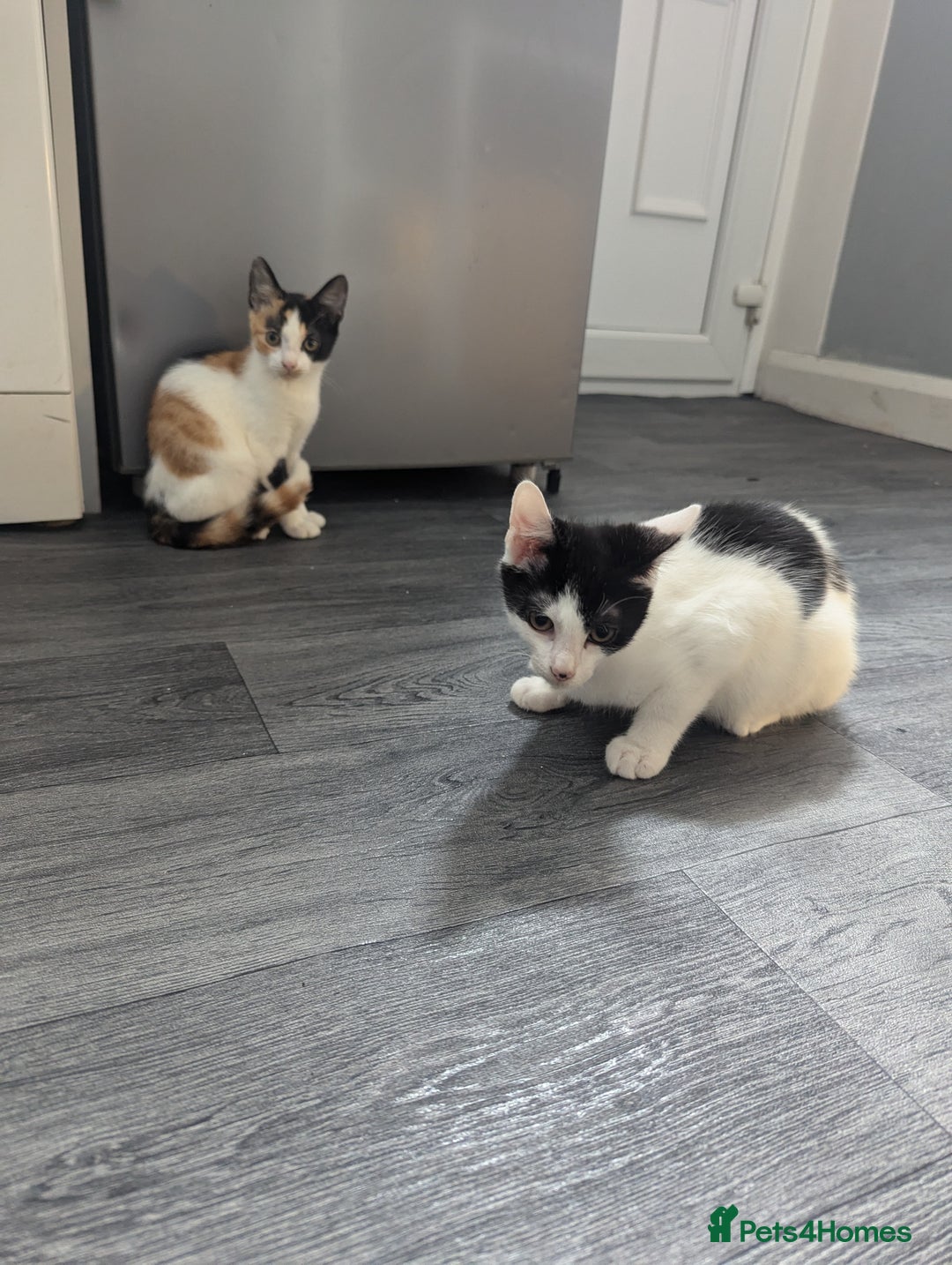 British Shorthair cats for sale: 2 ready to go  - Image 1