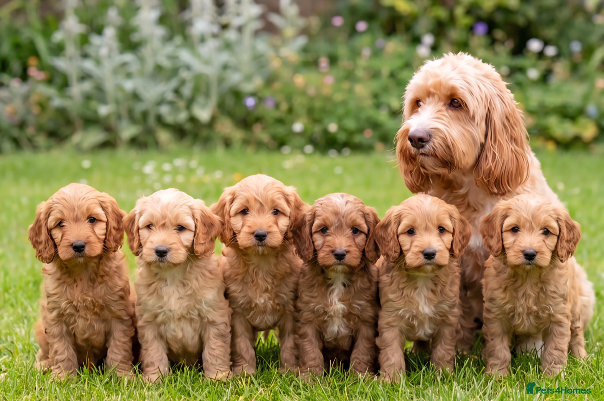 Cockapoo dogs F1B Mini Cockapoo Puppies 2Girls & 4Boys Available - Advert 1
