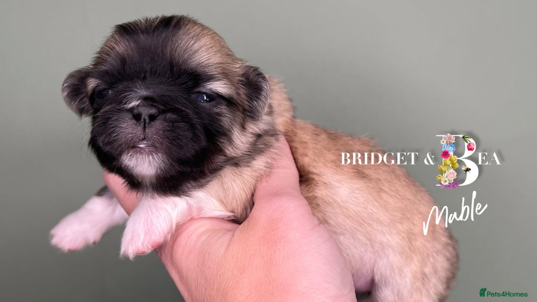 Pekingese dogs for sale: 🩷QUALITY BOYS & GIRLS🩵 - Advert 7