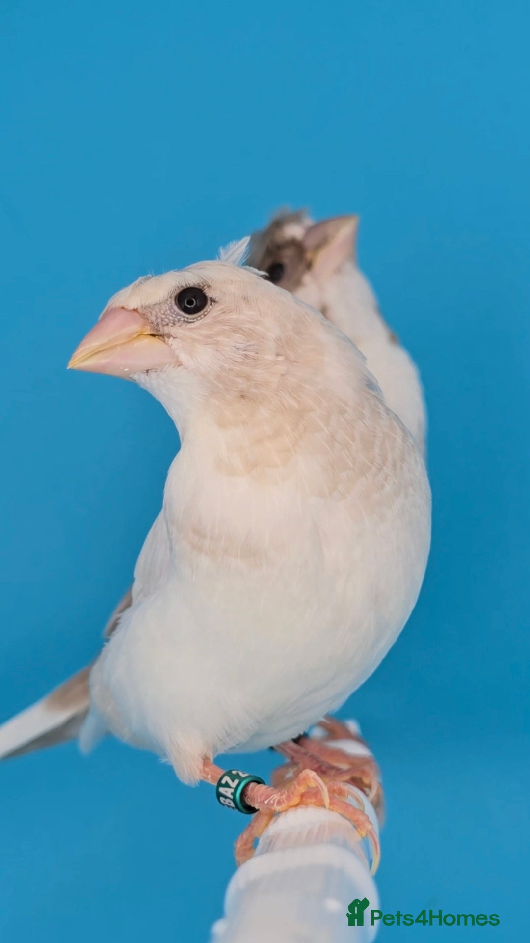 Finches birds for sale: Bengalese finches  - Advert 11