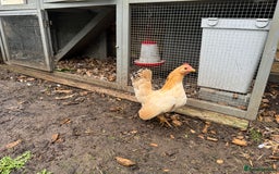 Chickens poultry for sale:  2 Female Serama Chickens + Nearly-New Grey Coop - Advert 8