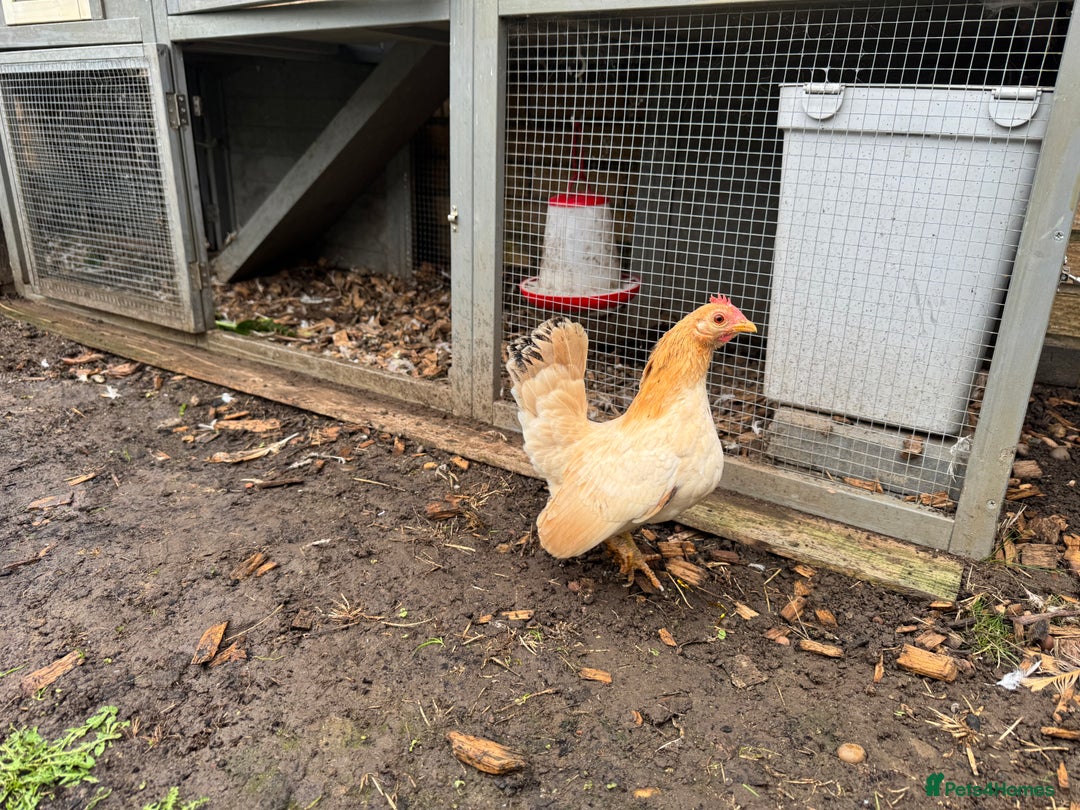 Chickens poultry for sale:  2 Female Serama Chickens + Nearly-New Grey Coop - Advert 8