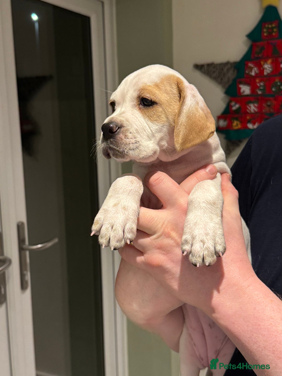 Pointer dogs for sale: Beautiful litter of Top Quality Pointer Puppies - Advert 12