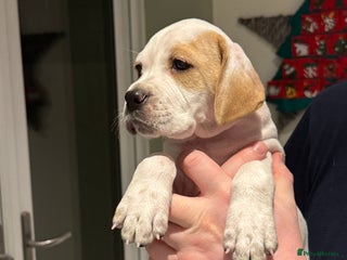 Pointer dogs Beautiful litter of Top Quality Pointer Puppies - Advert 2