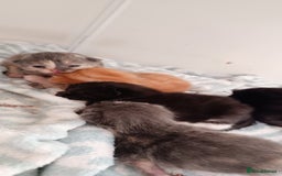 Mixed Breed cats for sale: Gorgeous kittens  - Image 4