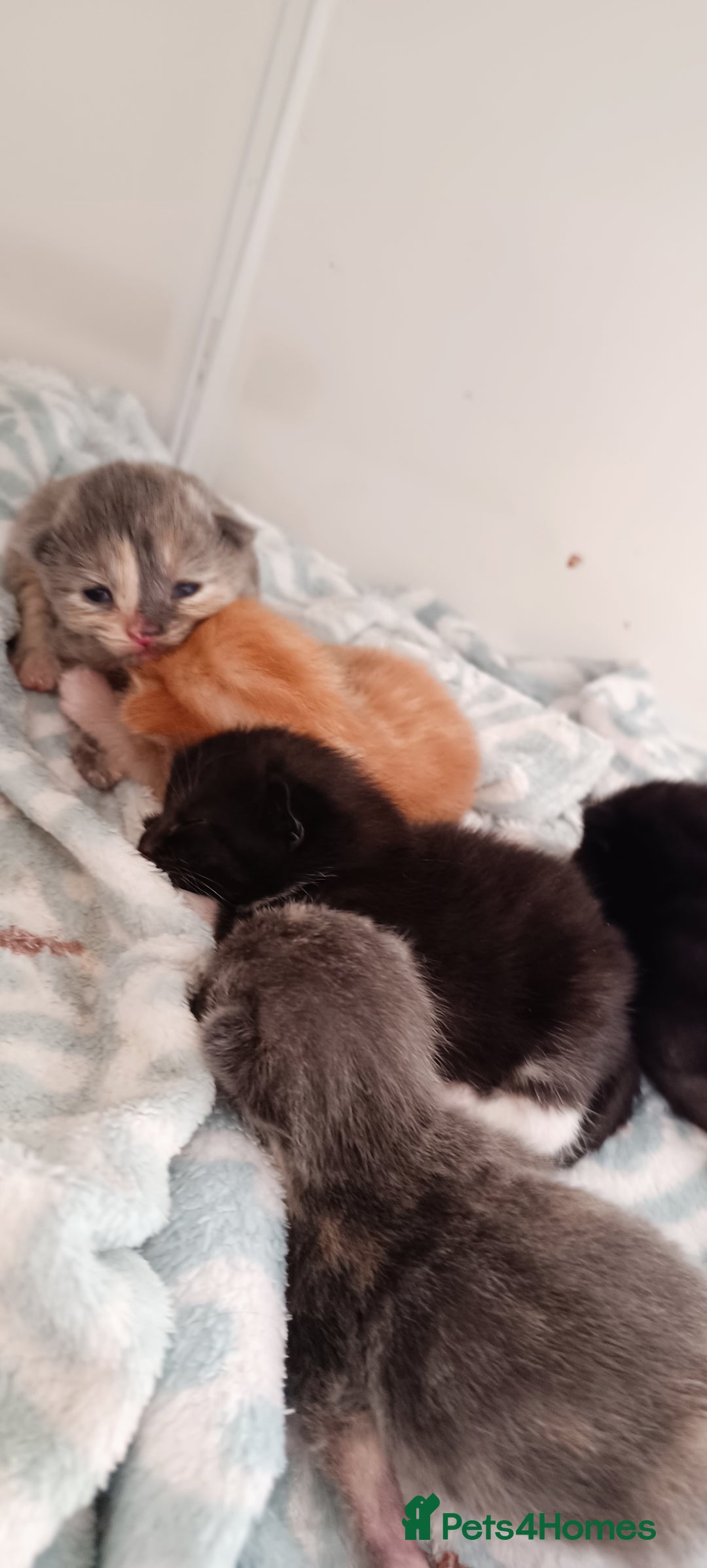 Mixed Breed cats for sale: Gorgeous kittens  - Image 4