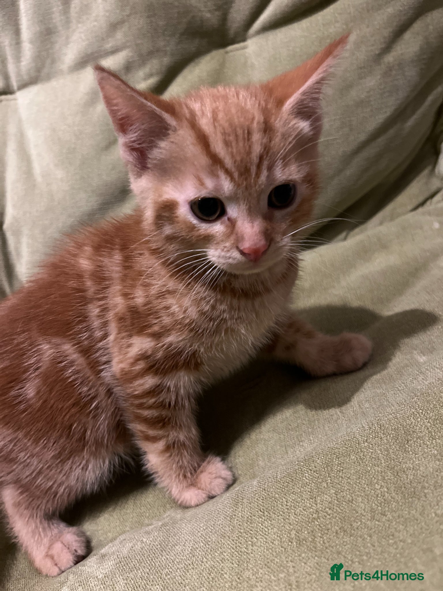Bengal cats for sale: Bengal Mix Ready! - Advert 9