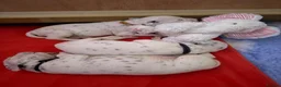 Dalmatian dogs for sale: Eagerly Awaited Litter Now Here 💫 - Advert 17