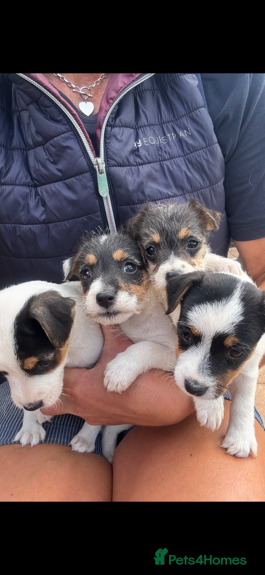 Jack Russell dogs for sale: rough coated Jack Russell  - Image 5