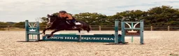 Irish Thoroughbred horses for sale: 15.3H TB Mare ex Racer excellent manners 17 years  - Advert 8