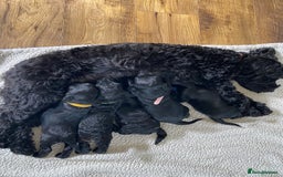 Cockapoo dogs for sale: ✨ F2 Cockapoo Puppies – Ready mid Nov ✨ - Image 2