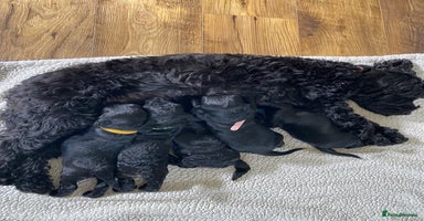 Cockapoo dogs - Advert 9