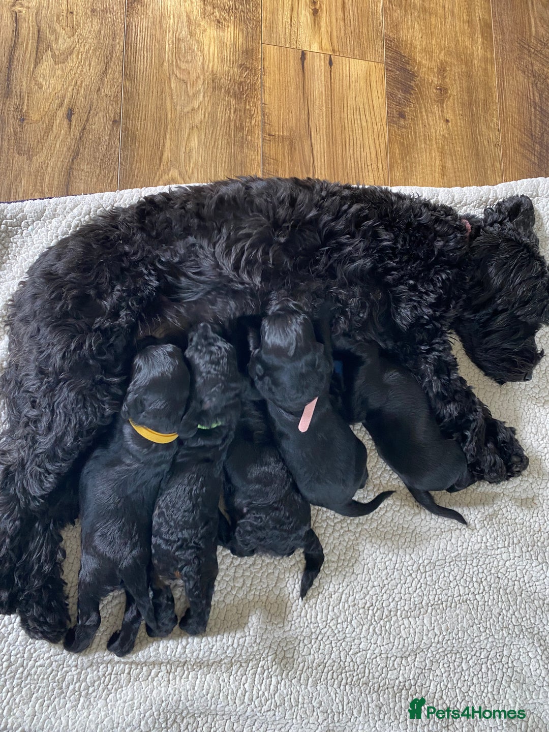 Cockapoo dogs for sale: ✨ F2 Cockapoo Puppies – Ready mid Nov ✨ - Image 2