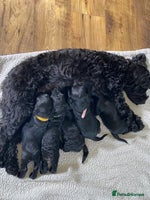 Cockapoo dogs - Advert 5