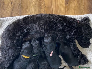 Cockapoo dogs - Advert 5