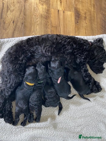 Cockapoo dogs - Advert 3