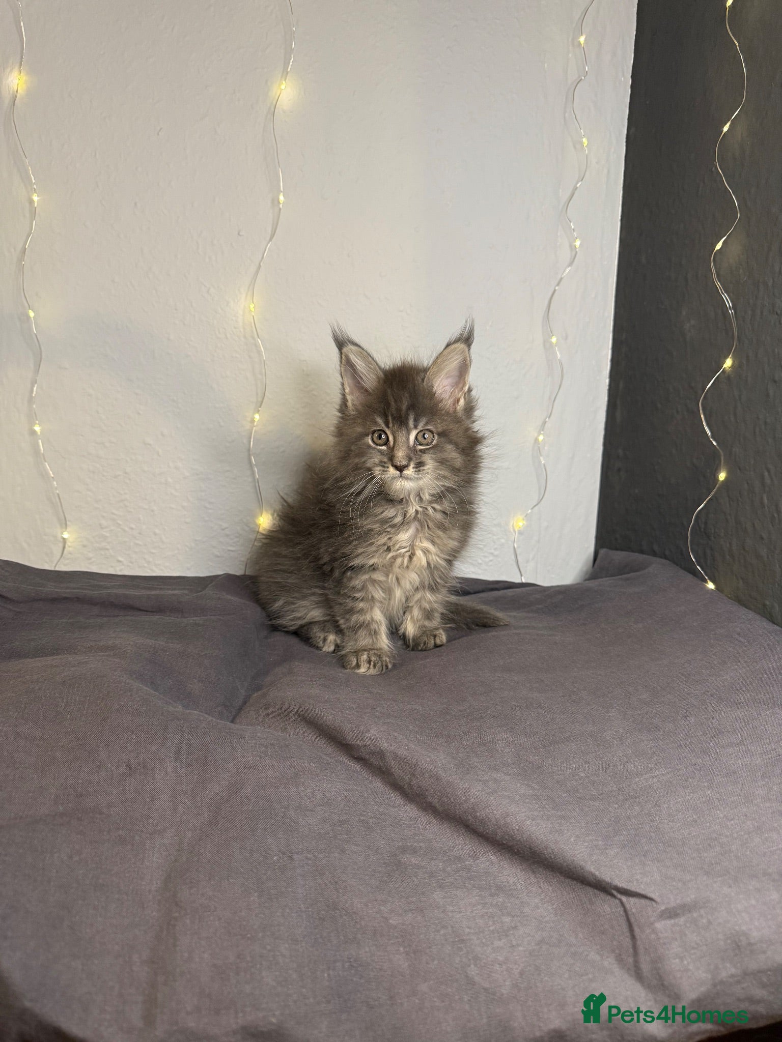 Maine Coon cats Georgeous Maine Coon kittens  - Advert 7