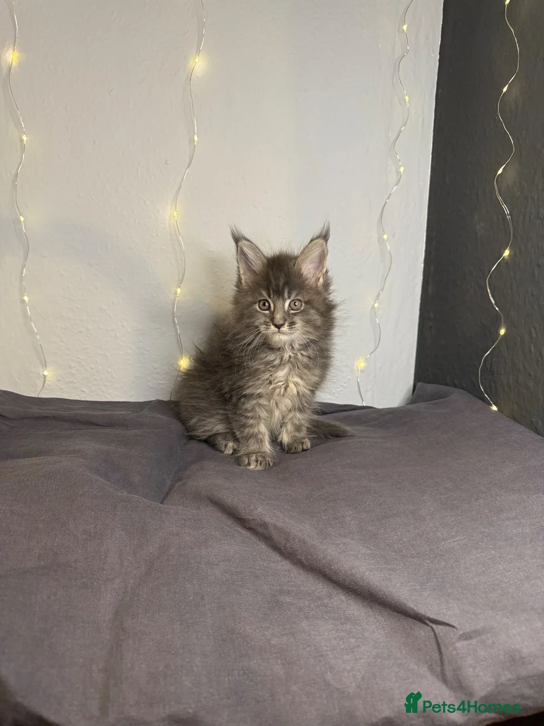 Maine Coon cats for sale: Georgeous Maine Coon kittens  - Advert 1