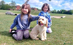 Cockapoo dogs for sale: Young cockapoo girl DNA tested parents  - Image 6