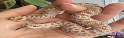 Snake reptiles for sale: Various Western Hognose Hatchlings - Advert 29
