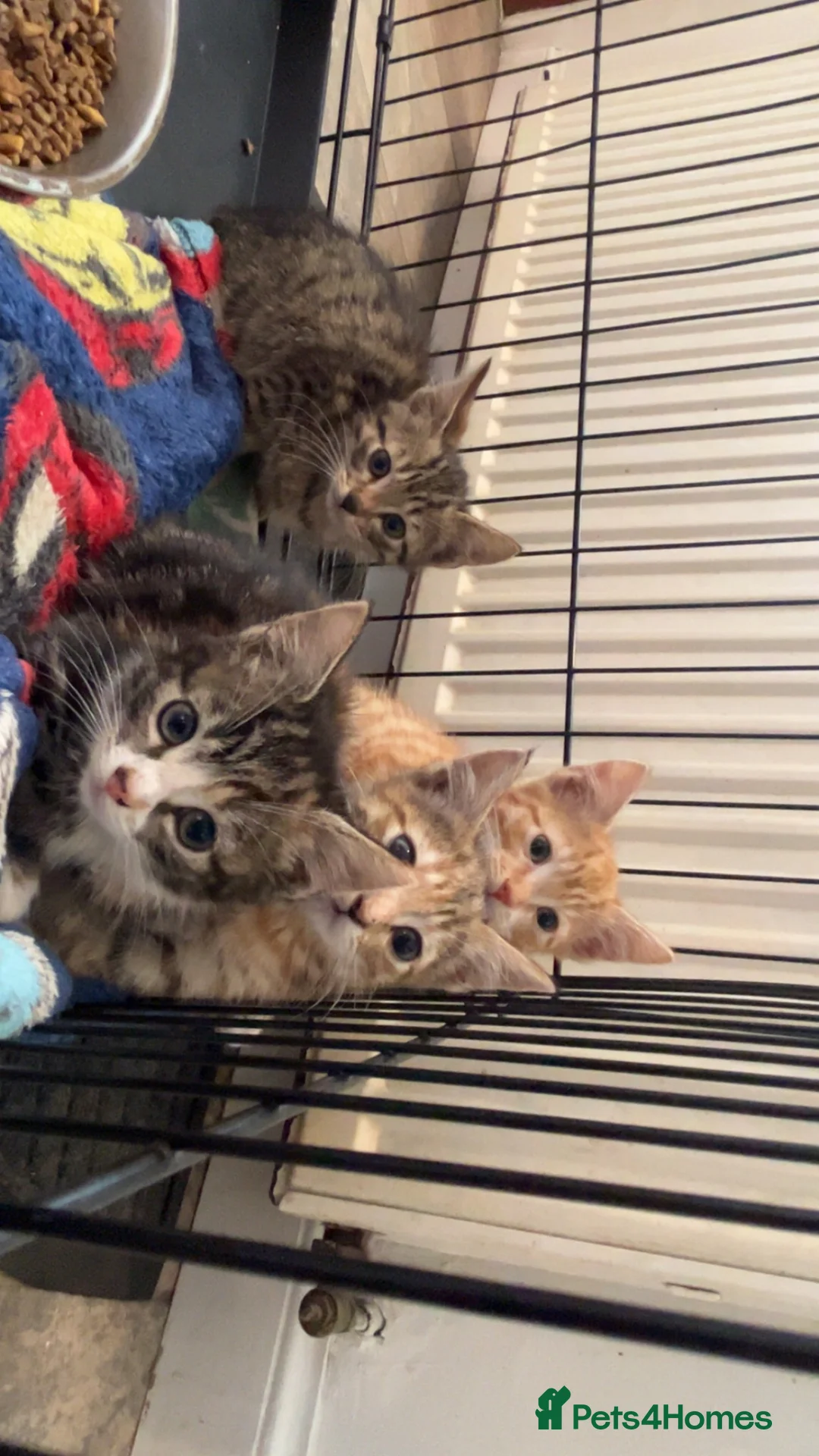 Domestic Shorthair cats for sale: Farm kittens for sale  - Advert 2