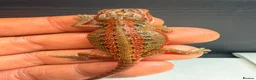 Bearded Dragon reptiles for sale: Stunning Baby Bearded Dragons – Monster x Spanish  - Advert 6