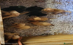 Labradoodle dogs for sale: F1b labradoodle,  back cross to a labrador - Image 32