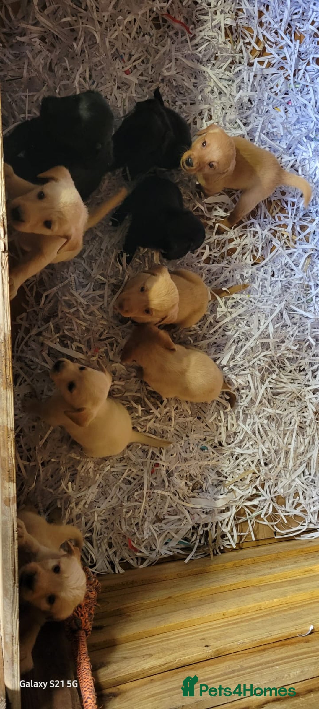 Labradoodle dogs for sale: F1b labradoodle,  back cross to a labrador - Image 32