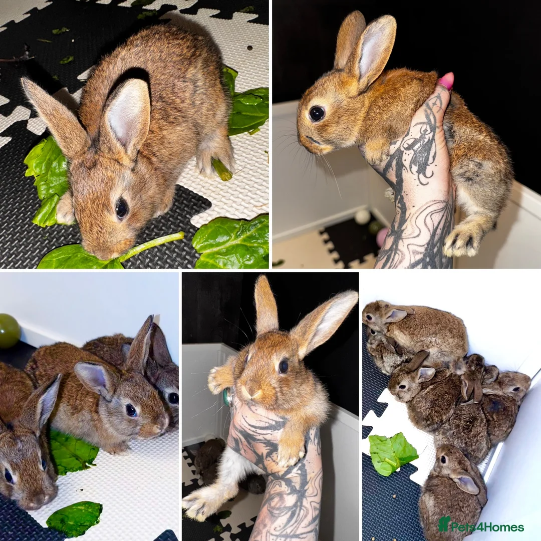 Belgian Hares rabbits for sale: Mixed Belgian hares - Advert 1
