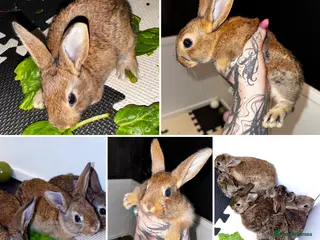 Belgian Hares rabbits Mixed Belgian hares - Advert 4