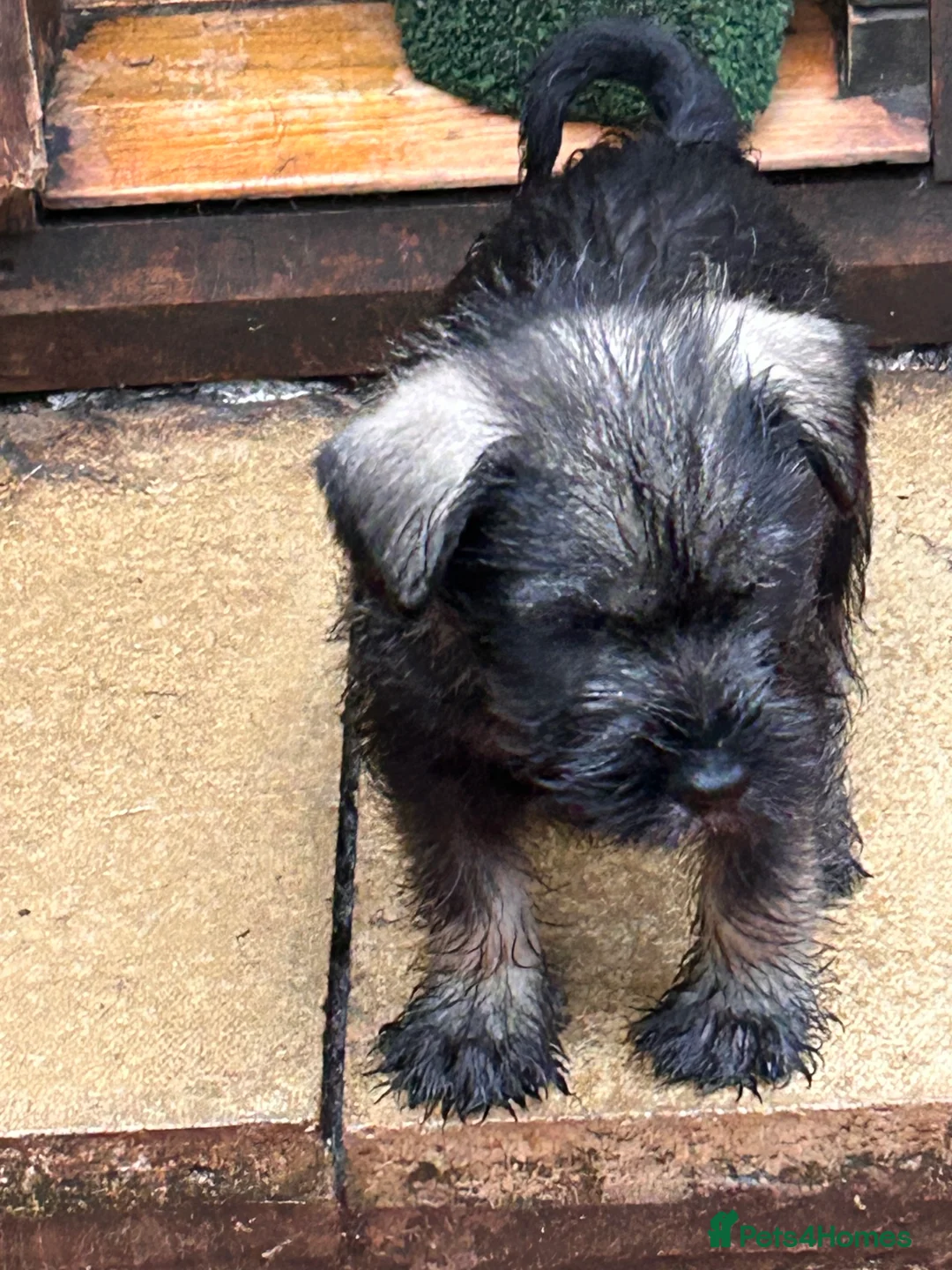 Schnauzer dogs for sale: KC reg Male standard schnauzer Puppies.Ready now. - Advert 1