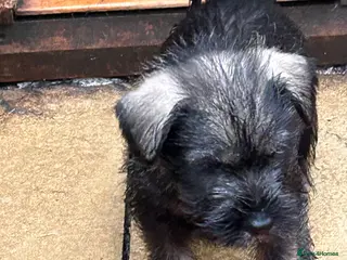 Schnauzer dogs KC reg Male standard schnauzer Puppies.Ready now. - Advert 10